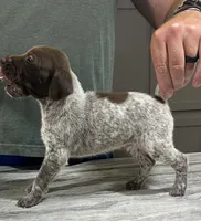 Blaze, a male German Shorthaired Pointer for sale in Seneca, KS – 8 of 10