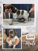 Sprout, a male German Shorthaired Pointer for sale in Seneca, KS – 5 of 9