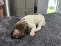 Blaze, a male German Shorthaired Pointer for sale in Seneca, KS – 3 of 4