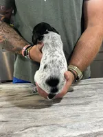 Rusty, a male German Shorthaired Pointer for sale in Seneca, KS – 8 of 8