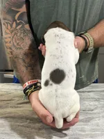 Trip, a male German Shorthaired Pointer for sale in Seneca, KS – 9 of 10