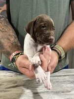 Trip, a male German Shorthaired Pointer for sale in Seneca, KS – 6 of 10