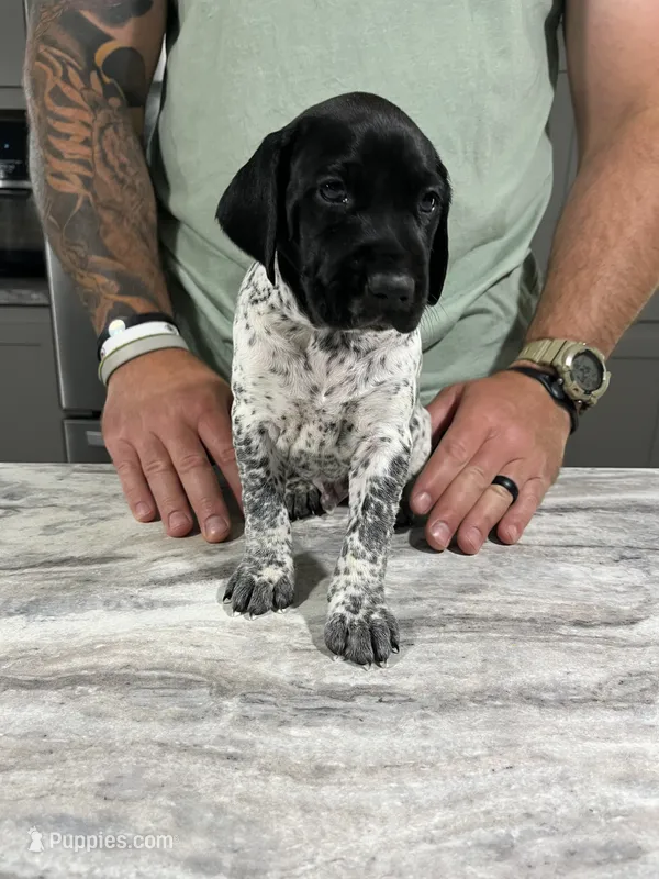 River – German Shorthaired Pointer puppy for sale in Seneca, KS