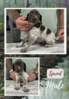 Sprout, a male German Shorthaired Pointer for sale in Seneca, KS – 3 of 9