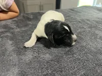 Rusty, a male German Shorthaired Pointer for sale in Seneca, KS – 3 of 3