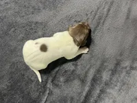 Trip, a male German Shorthaired Pointer for sale in Seneca, KS – 5 of 5