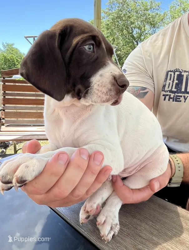  Braveheart – German Shorthaired Pointer puppy for sale in Seneca, KS
