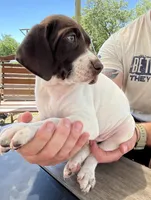  Braveheart, a male German Shorthaired Pointer for sale in Seneca, KS – 1 of 10