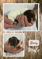 Stormy, a male German Shorthaired Pointer for sale in Seneca, KS – 1 of 1