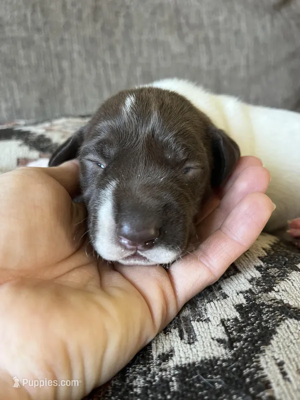 Stormy – German Shorthaired Pointer puppy for sale in Seneca, KS