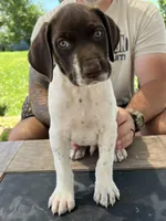 Stormy, a male German Shorthaired Pointer for sale in Seneca, KS – 3 of 10