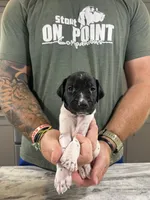 Gus, a male German Shorthaired Pointer for sale in Seneca, KS – 2 of 8