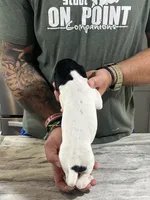 Gus, a male German Shorthaired Pointer for sale in Seneca, KS – 3 of 8