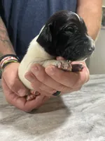 Gus, a male German Shorthaired Pointer for sale in Seneca, KS – 5 of 8