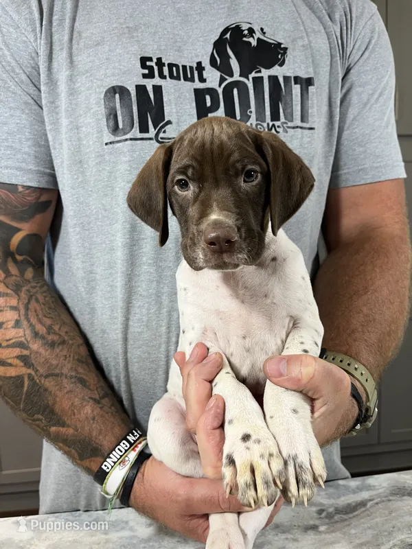 Braveheart – German Shorthaired Pointer puppy for sale in Seneca, KS