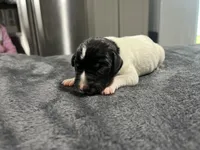 Gus, a male German Shorthaired Pointer for sale in Seneca, KS – 4 of 4
