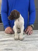 Trip, a male German Shorthaired Pointer for sale in Seneca, KS – 4 of 10