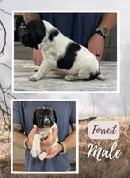 Forrest, a male German Shorthaired Pointer for sale in Seneca, KS – 5 of 10