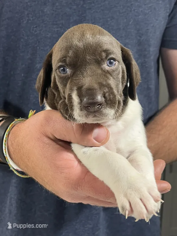 Stormy – German Shorthaired Pointer puppy for sale in Seneca, KS