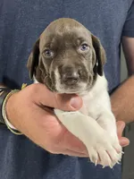 Stormy, a male German Shorthaired Pointer for sale in Seneca, KS – 7 of 10