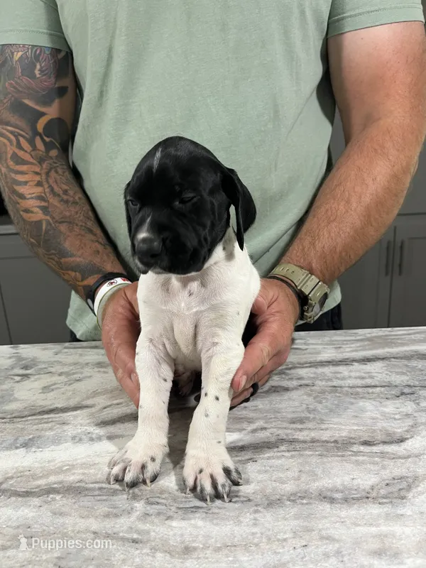 Forrest – German Shorthaired Pointer puppy for sale in Seneca, KS