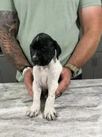 Forrest, a male German Shorthaired Pointer for sale in Seneca, KS – 1 of 10
