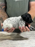 Rusty, a male German Shorthaired Pointer for sale in Seneca, KS – 7 of 8
