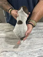 Leo, a male German Shorthaired Pointer for sale in Seneca, KS – 4 of 8