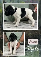 Forrest, a male German Shorthaired Pointer for sale in Seneca, KS – 3 of 10