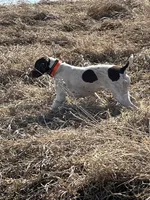 Jojo, a female German Shorthaired Pointer for sale in Seneca, KS – 3 of 9