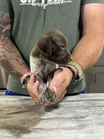 Blaze, a male German Shorthaired Pointer for sale in Seneca, KS – 6 of 10