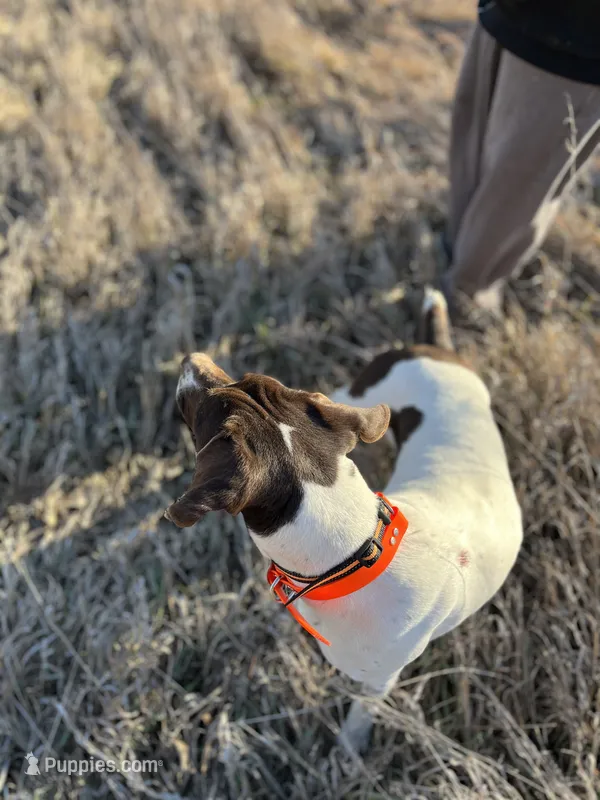 Jojo – German Shorthaired Pointer puppy for sale in Seneca, KS