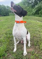 Jojo, a female German Shorthaired Pointer for sale in Seneca, KS – 2 of 9