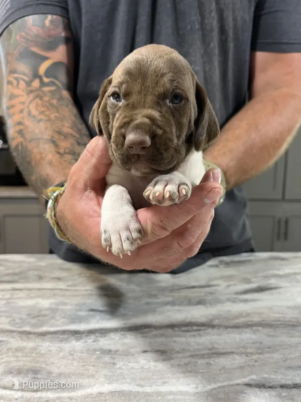 Trip – German Shorthaired Pointer puppy for sale in Seneca, KS