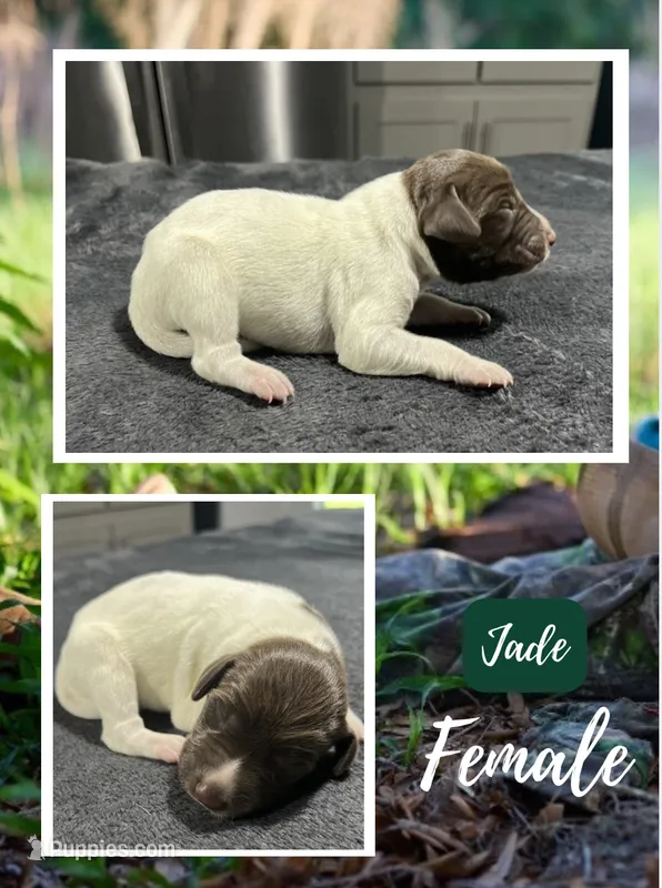 Jade – German Shorthaired Pointer puppy for sale in Seneca, KS