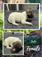 Jade, a female German Shorthaired Pointer for sale in Seneca, KS – 1 of 1