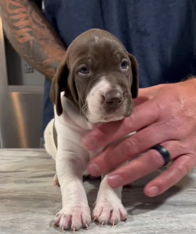  Braveheart, a male German Shorthaired Pointer for sale in Seneca, KS – 10 of 10