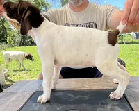  Braveheart, a male German Shorthaired Pointer for sale in Seneca, KS – 2 of 10