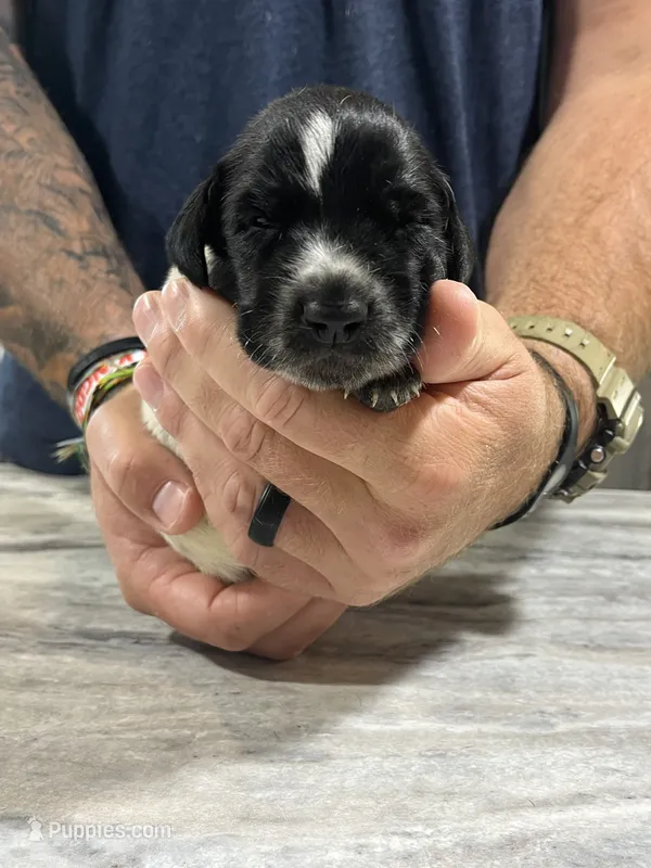 Rusty – German Shorthaired Pointer puppy for sale in Seneca, KS