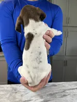 Braveheart, a male German Shorthaired Pointer for sale in Seneca, KS – 6 of 8