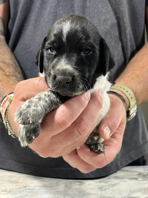 Rusty – German Shorthaired Pointer puppy for sale in Seneca, KS