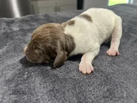 Auggie, a male German Shorthaired Pointer for sale in Seneca, KS – 4 of 4