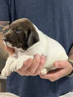 Stormy, a male German Shorthaired Pointer for sale in Seneca, KS – 9 of 10