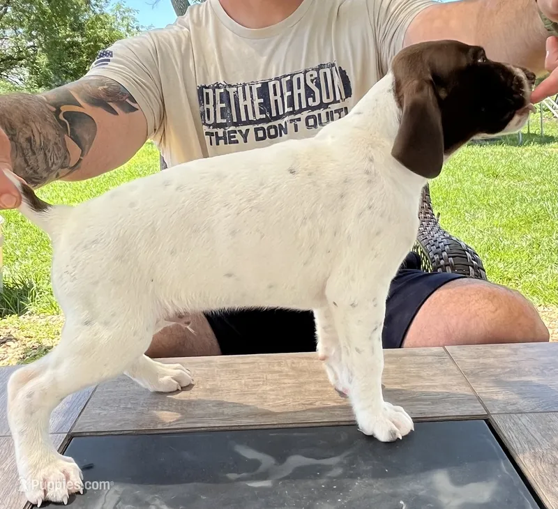 Stormy – German Shorthaired Pointer puppy on hold in Seneca, KS