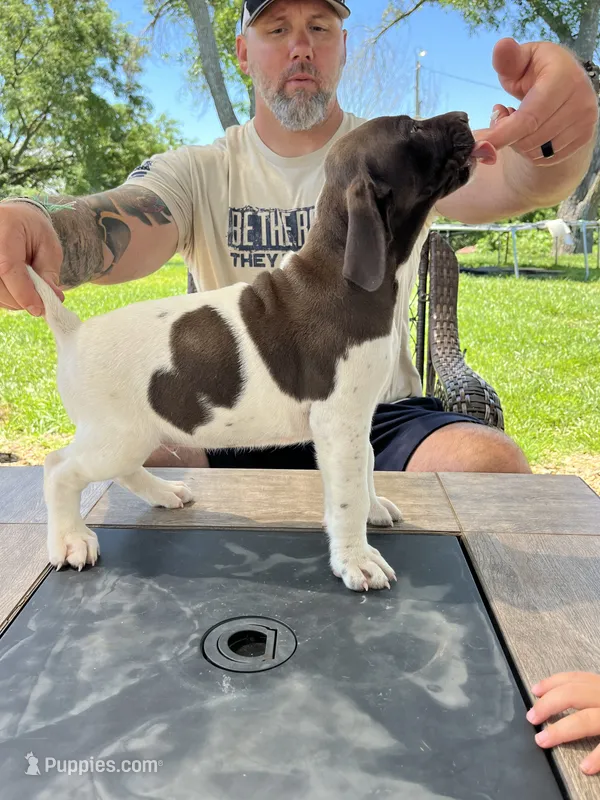 Sunny – German Shorthaired Pointer puppy on hold in Seneca, KS
