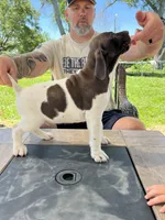 Sunny, a male German Shorthaired Pointer for sale in Seneca, KS – 1 of 10
