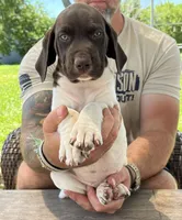 Sunny, a male German Shorthaired Pointer for sale in Seneca, KS – 3 of 10