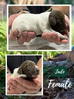 Jade, a female German Shorthaired Pointer for sale in Seneca, KS – 6 of 7