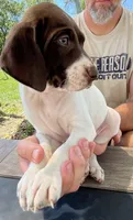  Braveheart, a male German Shorthaired Pointer for sale in Seneca, KS – 3 of 10