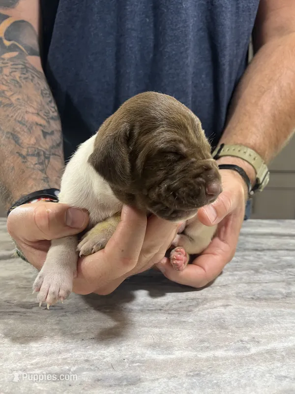 Trip – German Shorthaired Pointer puppy for sale in Seneca, KS
